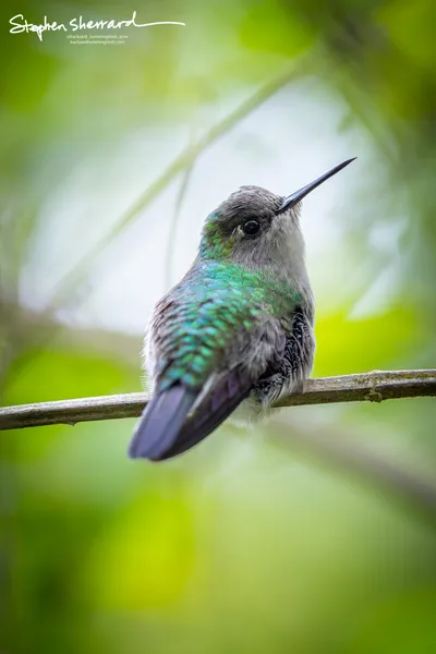 Hummingbirds of Costa Rica